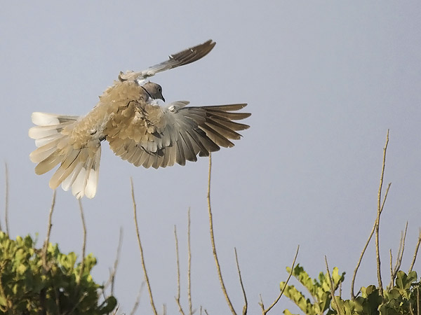 Turkinkyyhky, Eurasian Collared Dove, Streptopelia decaocto